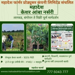 Kesar Mango Grafts